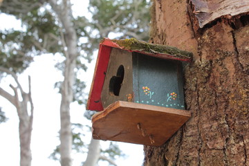 Colorful  house  for  birds