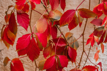 Background of red and green Virginia creeper known as five-leaved ivy on the wall.