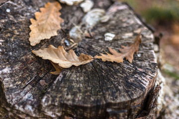 Oak leaves on the old stump in autumn