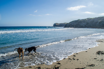 Photograph of a dog running along a beach in Menorca