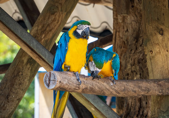 Beautiful red-and-green macaws and blue-and-yellow macaw playing in the zoo, Tainan, Taiwan, close up shot