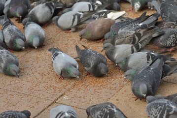 Many pigeons eating food on floor in park.