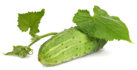 Fresh cucumber with green leaf isolated on white