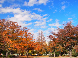 Obraz premium 公園の黄葉と青空