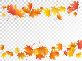 Obraz premium Maple leaves vector illustration, autumn foliage on transparent background.