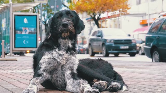 Stray Shaggy Dog lies on a City Street against the Background of Passing Cars and People. An abandoned curly dog sits on the street outdoor.