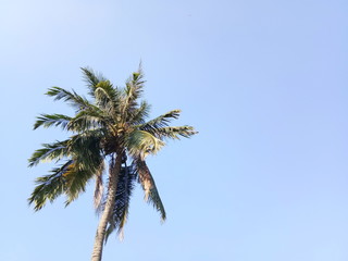 Fototapeta na wymiar Coconut tree and blue sky in the background. Tropical tree. A single coconut tree against clear blue sky background 