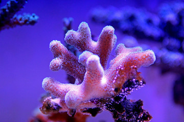 Fototapeta premium Stylophora short polyps coral
