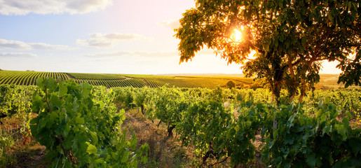 Naklejka premium Lumière dans les vigne en France