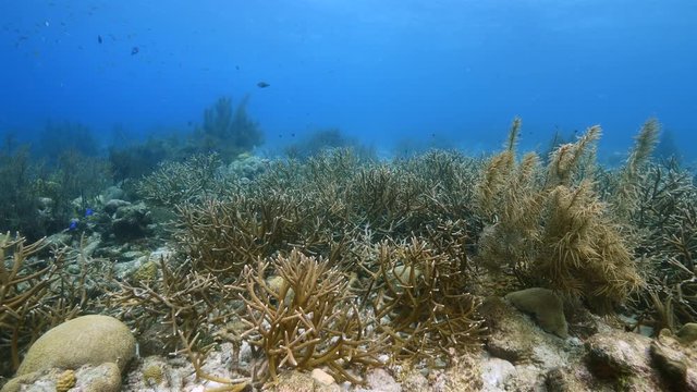 Seascape of coral reef in Caribbean Sea around Curacao at dive site Kathy's Paradise  with staghorn coral, various coral and sponge