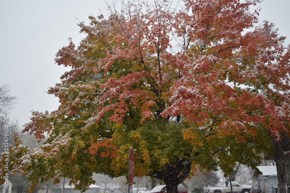 Canvas Prints autumn snow