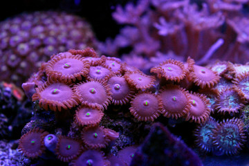 Colorful zoanthus polyp aquacultured in reef aquarium  © Kolevski.V