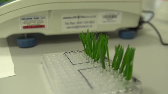 OLOMOUC, CZECH REPUBLIC, OCTOBER 3, 2018: Scientific research laboratory of plant phytohormones, scientist science prepares samples of wheat and weighs and tweezers then adds to cytokinin solution