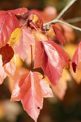 Ahorn, Ahornblätter, rotes Herbstlaub an einem Baum,