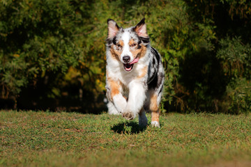 Naklejka na ściany i meble lovely australian shepherd dog walking in a beautiful green park
