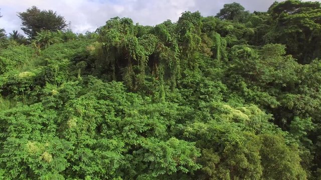 Mt. Makiling, Los Ba&ntilde;os, Laguna, Philippines - November 21, 2017: Mountain reserve government protected rain forest replete with full grown trees. Drone aerial shot