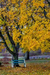 Fall yellow and orange leaves with bench in Pennsylvania