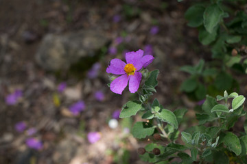 Purple wild flower in a wood