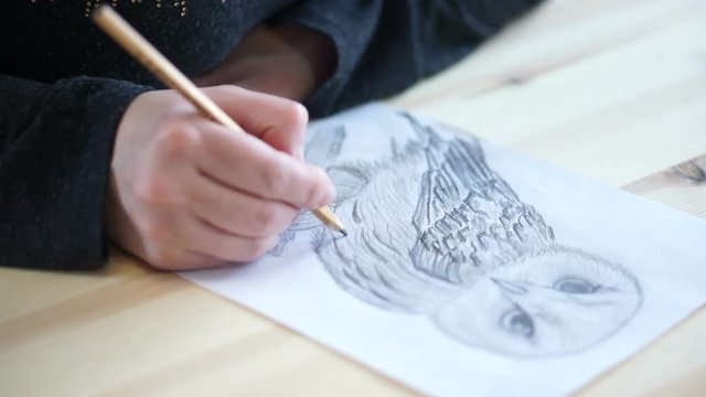 Hand draws the belly of an owl