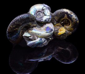 Natural fossilized shell on a black background