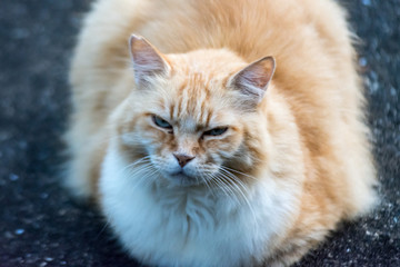 街猫　野良猫
