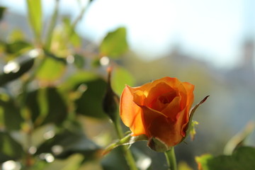 Orange rose. City. Window
