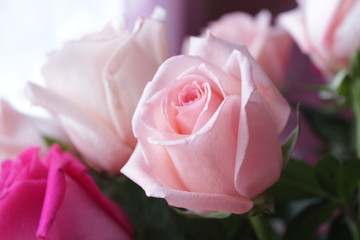 pink rose