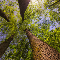 Obraz premium Long trees with a blue sky