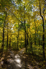 Obraz premium autumn city park with sunbeams