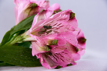 Pink Alstroemeria-4