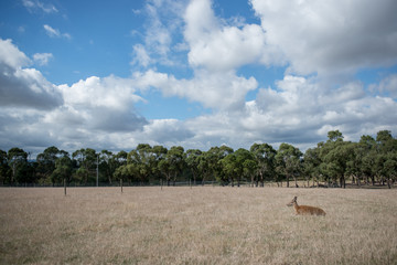 Landscape with animal