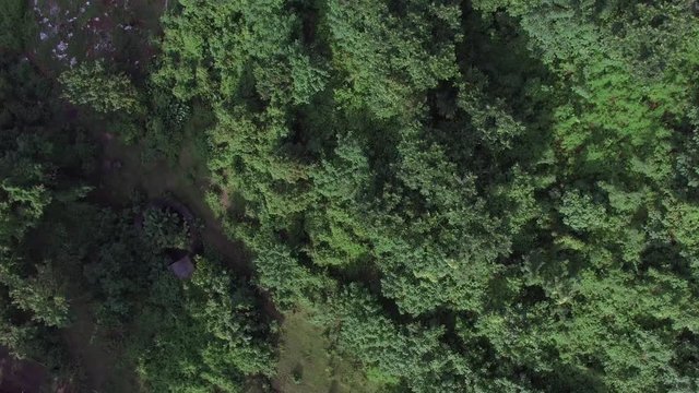 Mt. Makiling, Los Ba&ntilde;os, Laguna, Philippines - November 21, 2017: Mountain reserve government protected rain forest replete with full grown trees. Drone aerial shot