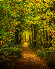 Obraz premium Herbsttfarben imWald