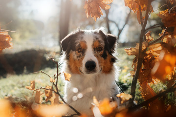 lovely australian shepherd dog portrait with leaves for a walk in a beautiful autumn park