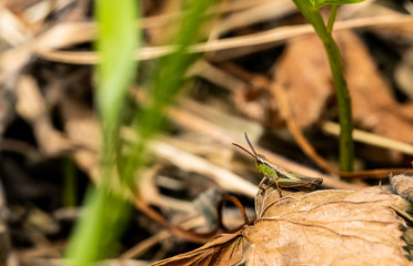 grasshopper on leaf
