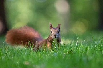 Red squirrel (Sciurus vulgaris)