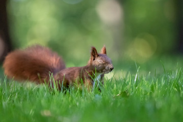 Red squirrel (Sciurus vulgaris)