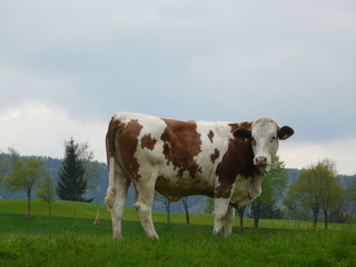 Fototapeta na wymiar Alpine cow near Mondsee