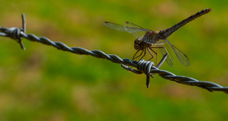 Dragonfly resting, insect