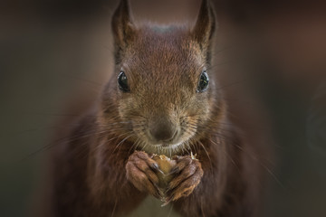 Red squirrel (Sciurus vulgaris)