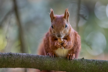 Red squirrel (Sciurus vulgaris)