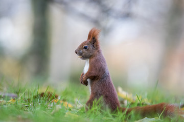 Naklejka na ściany i meble Red squirrel (Sciurus vulgaris)