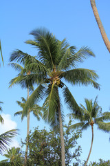 Fototapeta na wymiar Polynésie Française 