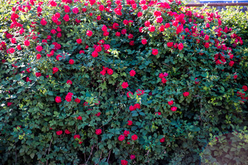 Bush of roses on bright summer day.
