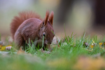 Red squirrel (Sciurus vulgaris)