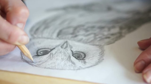 Pencil draws eyebrow at the owl