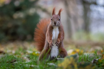 Red squirrel (Sciurus vulgaris)