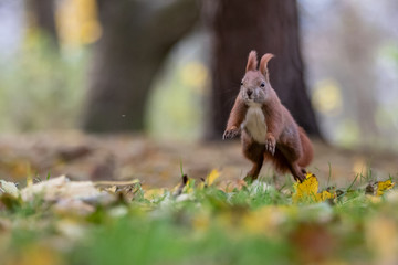 Red squirrel (Sciurus vulgaris)