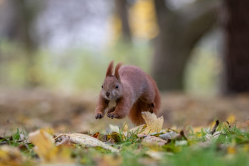 Red squirrel (Sciurus vulgaris)