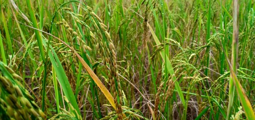 Rice farm in countryside at Udonthani ,Thailand.